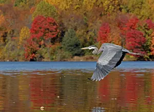 Typical Heron Prints: Great blue heron (Ardea herodias) in flight over lake with autumnal trees