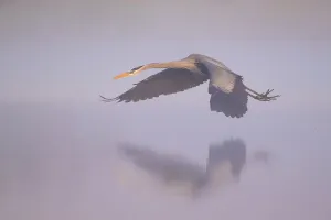 Florida Prints: Great blue heron (Ardea herodias) flying over foggy river at sunrise