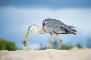Tui De Roy - A Lifetime In Galapagos Prints: Great blue heron (Ardea herodias) with hatchling sea turtle prey, Las Bachas