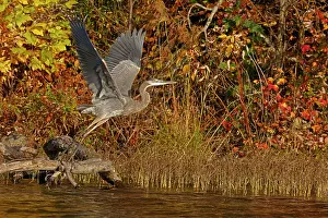 Typical Heron Prints: Great blue heron (Ardea herodias) taking flight, Maryland, USA. October