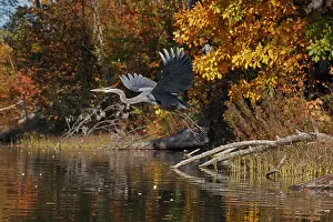 Typical Heron Prints: Great blue heron (Ardea herodias) taking flight over lake in autumn