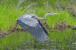 Typical Heron Prints: Great blue heron (Ardea herodias) taking flight over pond
