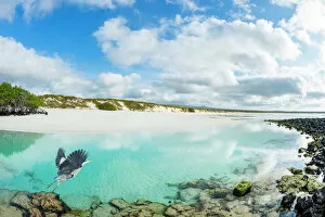 Tui De Roy - A Lifetime in Galapagos Gallery: Great blue heron (Ardea herodias) taking off, with coastal landscape, Las Bachas