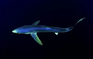 Great Blue Shark (Prionace glauca), dorsal view against dark water