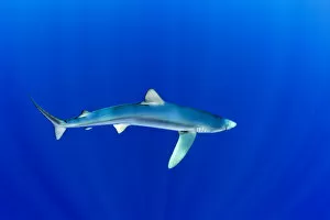 2013 Highlights Collection: Great Blue shark (Prionace glauca) profile portrait viewed from slightly above, Pico Island