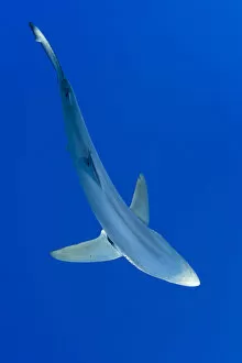 2013 Highlights Gallery: Great Blue shark (Prionace glauca) viewed from above, Pico Island, Azores, Portugal