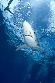 Azores Prints: Great Blue shark (Prionace glauca) viewed from just below the surface, Pico Island