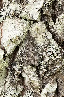 Noctuid Prints: Great brocade (Eurois occulta) moth camouflaged on Aspen trunk