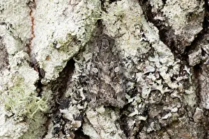 Noctuid Prints: Great brocade (Eurois occulta) moth camouflaged on Aspen trunk