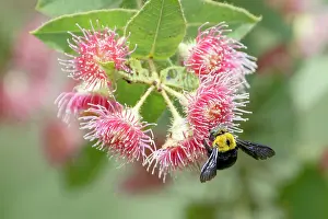 Rosanae Prints: Great carpenter bee (Xylocopa sp)