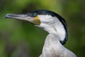 Cormorant Prints: Great cormorant (Phalacrocorax carbo) head portrait