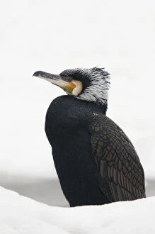 Great cormorant (Phalacrocorax carbo) in snow. Netherlands. January