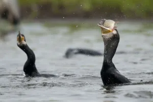 Spray Prints: Great cormorant (Phalacrocorax carbo) swallowing fish, Fisher pond, Prypiat area
