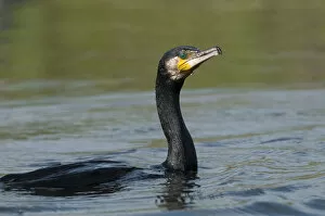 Images Dated 15th June 2009: Great cormorant (Phalacrocorax carbo) on water, Fisher pond, Prypiat area, Belarus