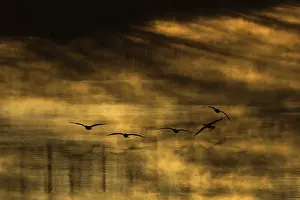 Cormorant Prints: Five Great cormorants (Phalacrocorax carbo) fishing at sunrise
