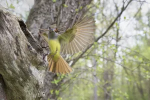 Images Dated 15th May 2018: Great crested flycatcher (Myiarchus crinitus), female alighting at nest cavity entrance