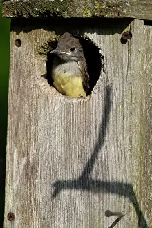 Tyrannidae Prints: Great crested flycatcher (Myiarchus crinitus) peering out of garden nest box
