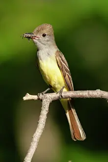 Tyrannidae Prints: Great crested flycatcher (Myiarchus crinitus) perched on branch in garden feeding on spider prey