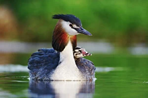 Front View Gallery: Great crested grebe (Podiceps cristatus) carrying chick on back, The Netherlands, May