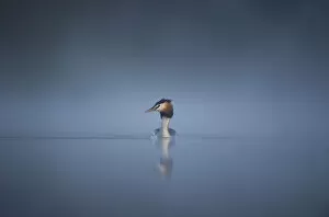 Images Dated 4th June 2010: Great crested grebe (Podiceps cristatus) adult emerges from a thick mist into dawn sunlight