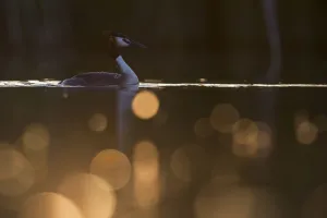Images Dated 19th May 2014: Great crested grebe (Podiceps cristatus) adult bird backlit with bokeh affect in foreground