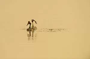 Images Dated 21st April 2011: Great crested grebe (Podiceps cristatus) pair displaying on water at dawn, Rutland Water
