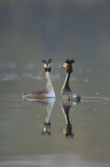 Images Dated 24th March 2011: Great crested grebe (Podiceps cristatus) pair of adults during part of their elaborate