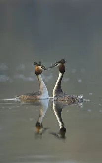 Images Dated 24th March 2011: Great crested grebe (Podiceps cristatus) pair of adults during part of their elaborate