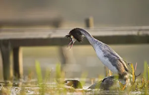 Images Dated 28th March 2011: Great crested grebe (Podiceps cristatus) male mating with female who has shown her