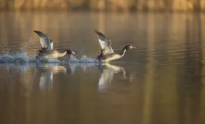 Images Dated 14th March 2011: Great crested grebe (Podiceps cristatus) adult aggressively pursues another in a