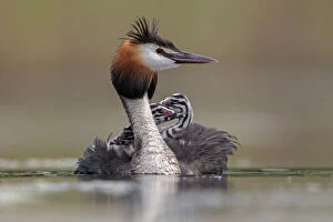 Great crested grebe (Podiceps cristatus) adult with young on its back, Valkenhorst Nature Reserve