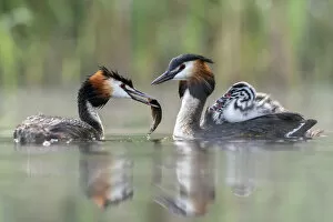 August 2021 Highlights Gallery: Great crested grebe (Podiceps cristatus) parent bird with chicks on the back while