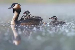 Great crested grebe (Podiceps cristatus) parent bird with young on the back Great crested grebe (Podiceps cristatus) parent bird with young on the back