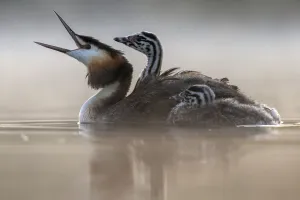 Great crested grebe (Podiceps cristatus) parent bird with chick on its back Great crested grebe (Podiceps cristatus) parent bird with chick on its back