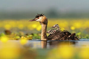 Images Dated 8th October 2021: Great crested grebe (Podiceps cristatus) with young chicks on the back among Fringed water lilies