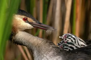 December 2021 Highlights Collection: Great crested grebe (Podiceps cristatus) feeding feather to one of its chicks