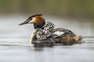 Images Dated 28th January 2022: Great crested grebe (Podiceps cristatus) carrying chicks on its back in early morning light