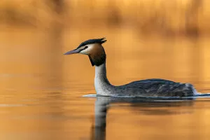 Images Dated 28th January 2022: Great crested grebe (Podiceps cristatus) in late afternoon light, The Netherlands, Europe. March