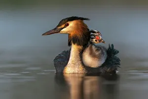 Images Dated 28th January 2022: Great crested grebe (Podiceps cristatus) carrying a chick on its back in early morning light