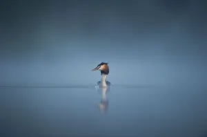 Cool Coloured Coast Prints: Great crested grebe (Podiceps cristatus) adult emerges from a thick mist into dawn sunlight