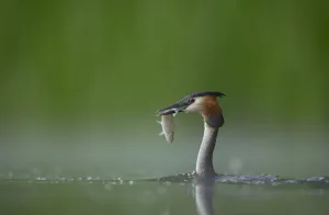 Great crested grebe (Podiceps cristatus) adult in profile with a fish that it has just caught