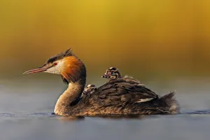 Great crested grebe (Podiceps cristatus) adult with young on its back, Valkenhorst Nature Reserve