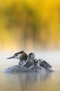Great crested grebe (Podiceps cristatus) adult with young chicks in the first morning