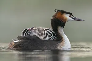 Great crested grebe (Podiceps cristatus) adult with young on nthe back busy with