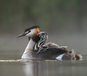 Great crested grebe (Podiceps cristatus) adult with young on nthe back busy with