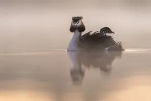 Great crested grebe (Podiceps cristatus) adult with young on the back in the first