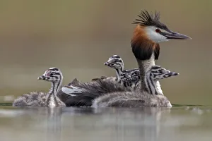 Great crested grebe (Podiceps cristatus) adult with young on its back and in the water