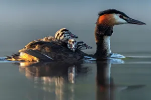 Carrying On Back Prints: Great crested grebe (Podiceps cristatus) carring three chicks on its back