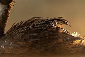 Great crested grebe (Podiceps cristatus) chick emerging from feathers on the back of the parent at dawn, Valkenhorst nature reserve, Valkenswaard, The Netherlands. August