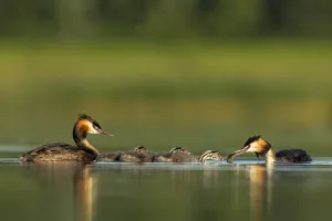 Great crested grebe (Podiceps cristatus) family on water, with adult feeding its young